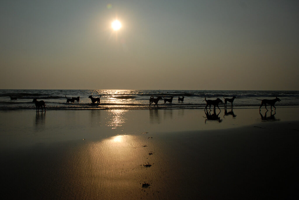 Sea, beach, sand, dogs, sunset time, golden hour. Original photographys by Yuvan Kumar.