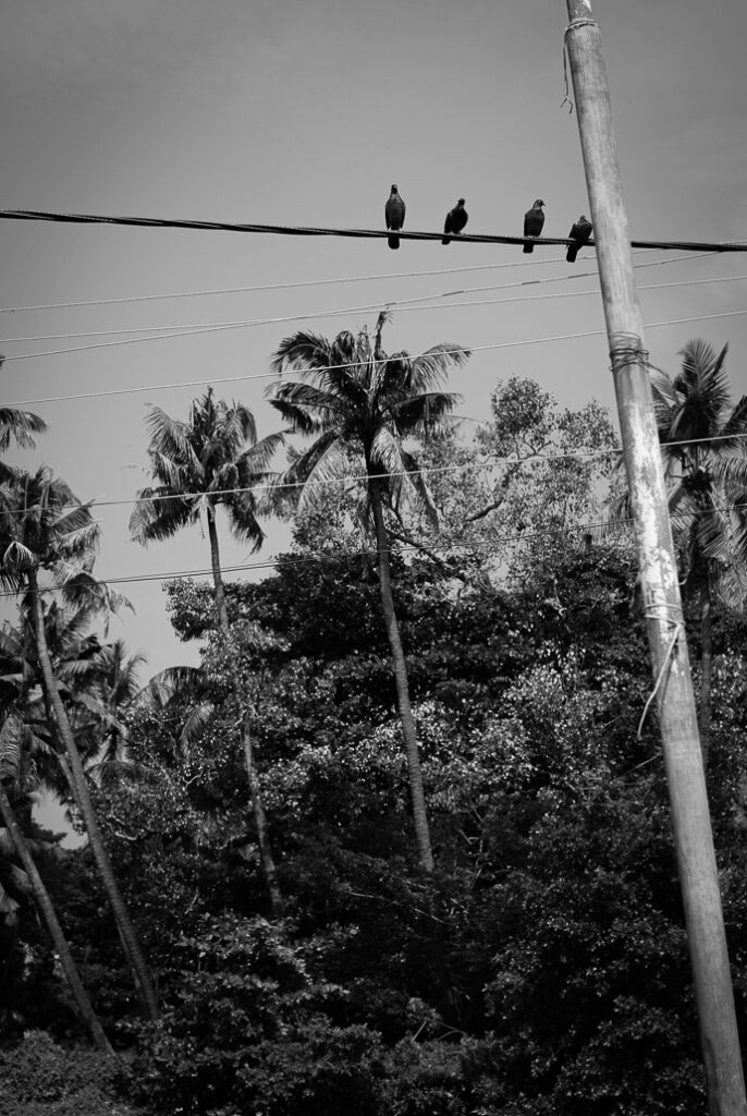 A black and white photograph of four pigeons sitting on an electrical wire. In the background we can see palm trees. This photograph was clicked by journalist and photographer Yuvan Kumar in the South Indian state of Kerala. Kochi, India is the town.